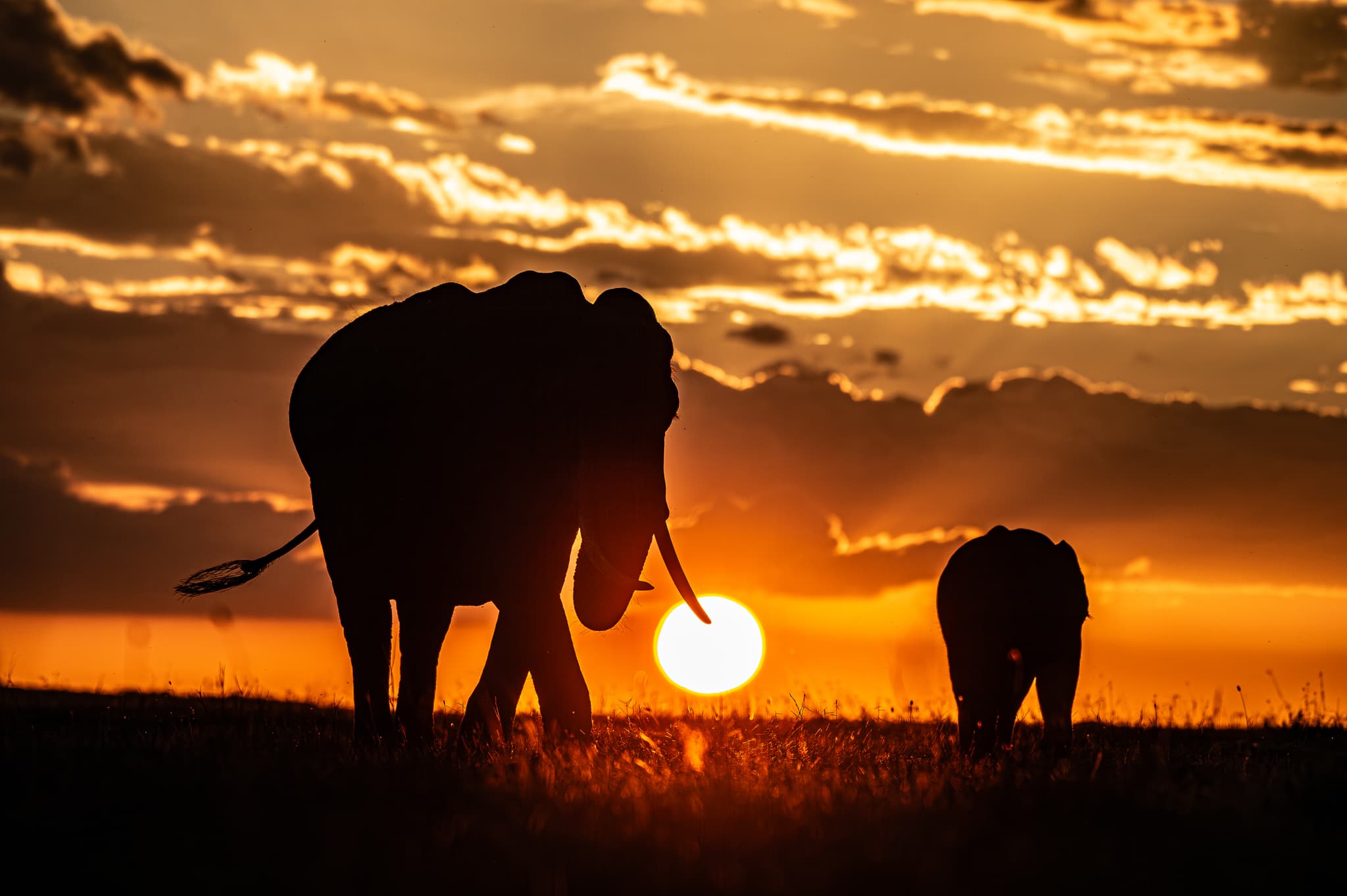 Elephants and Kilimanjaro