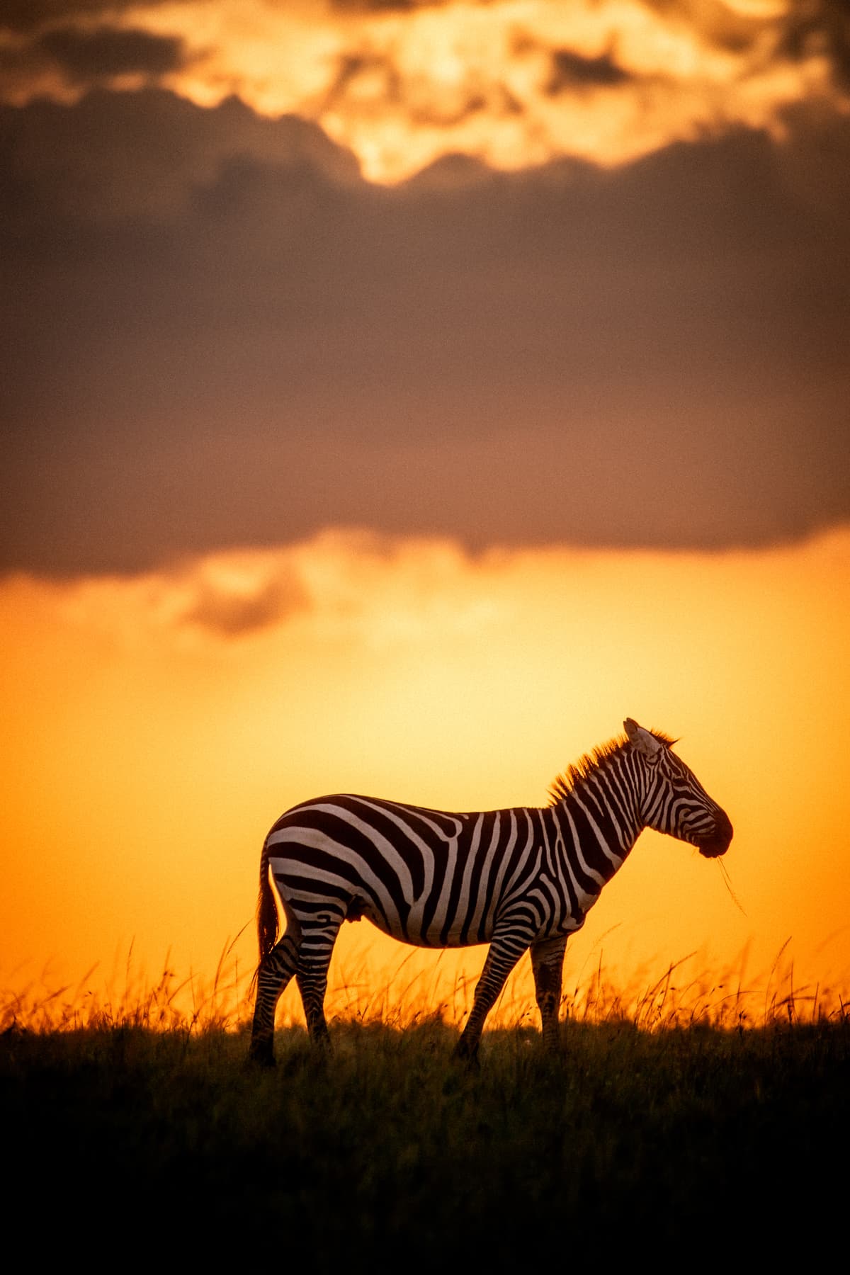 Wildlife on wide East African plains