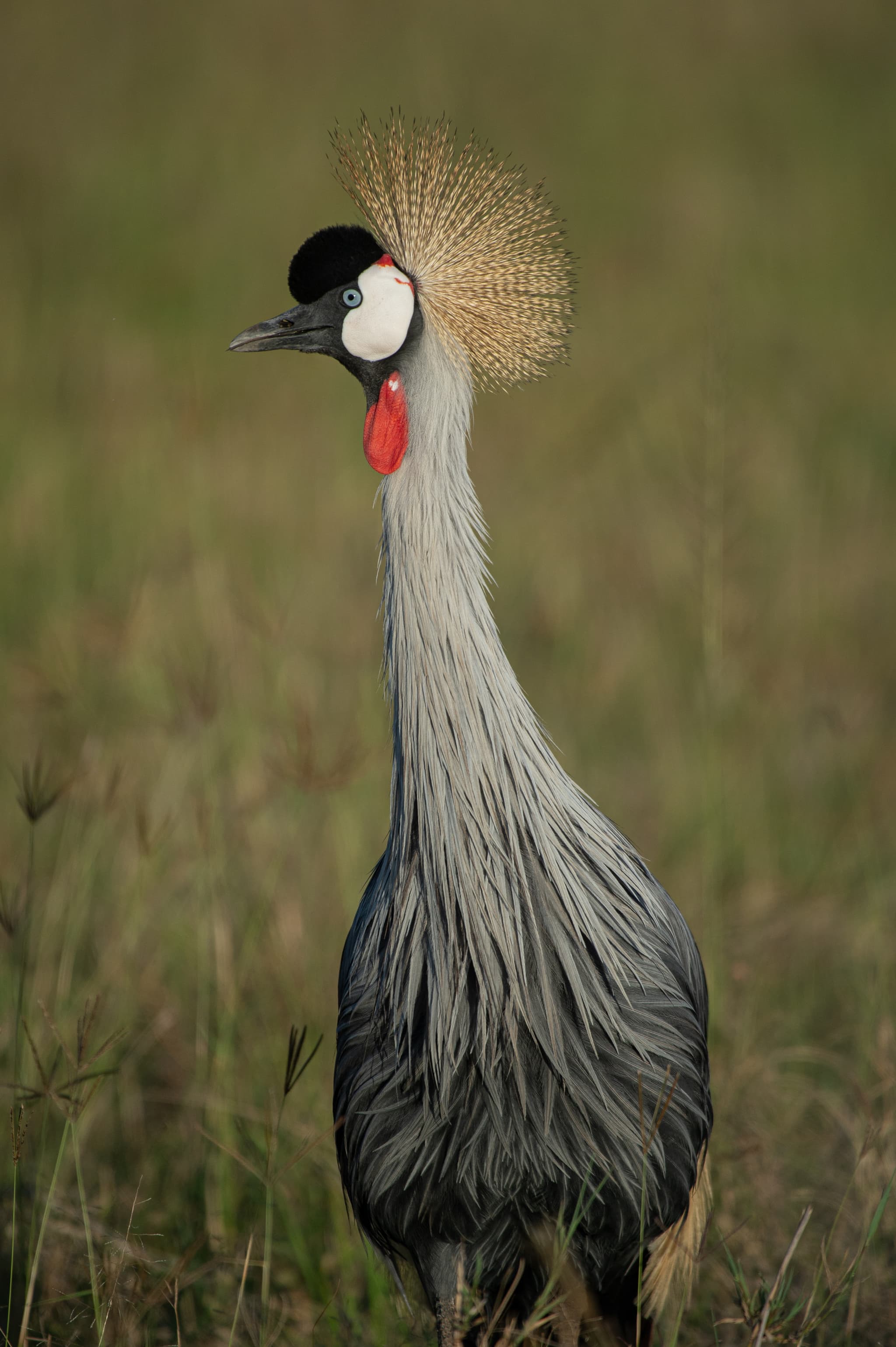 6-10 Days | Colourful Birds of East Africa