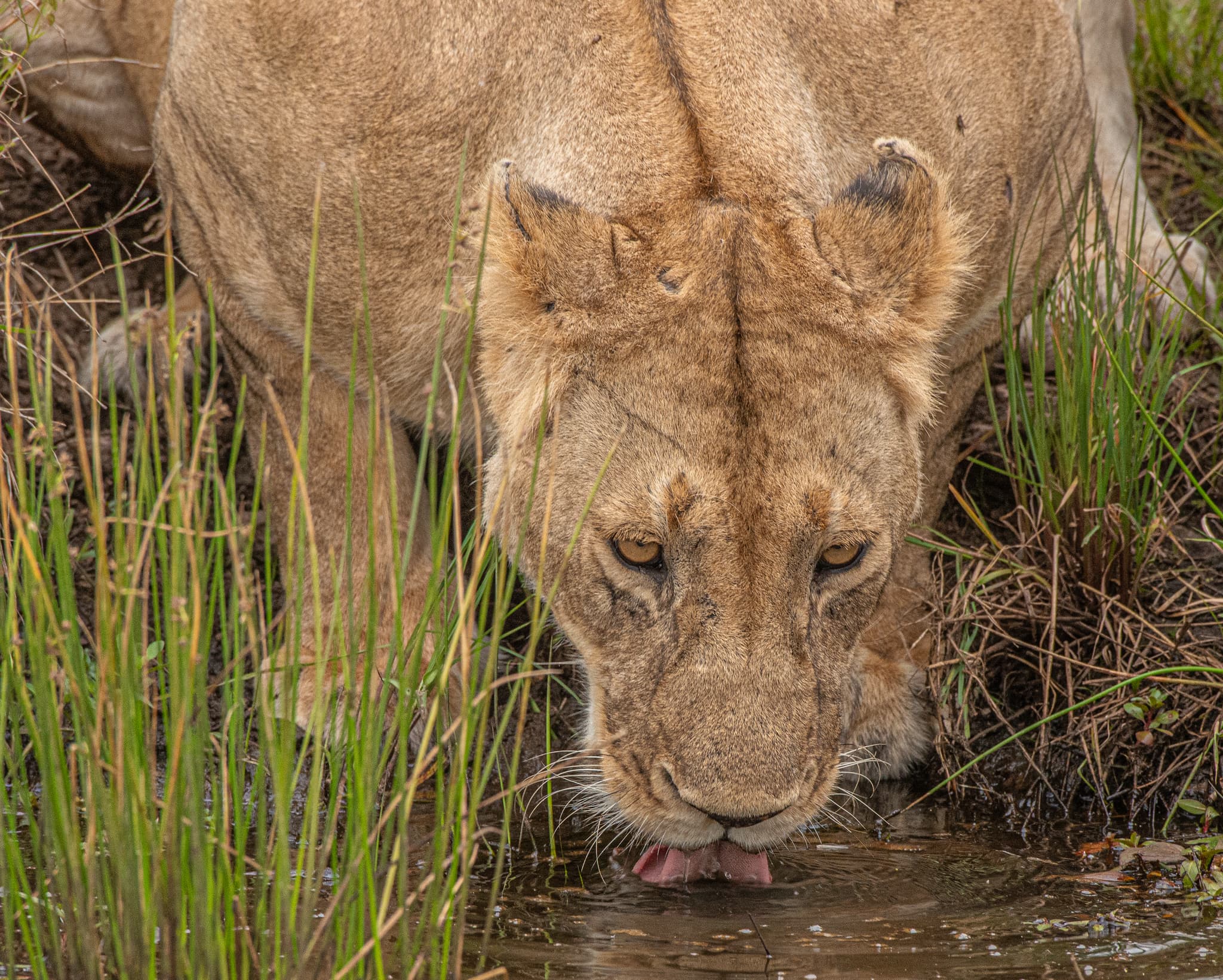 5-7 Days | Classic Safari Experience