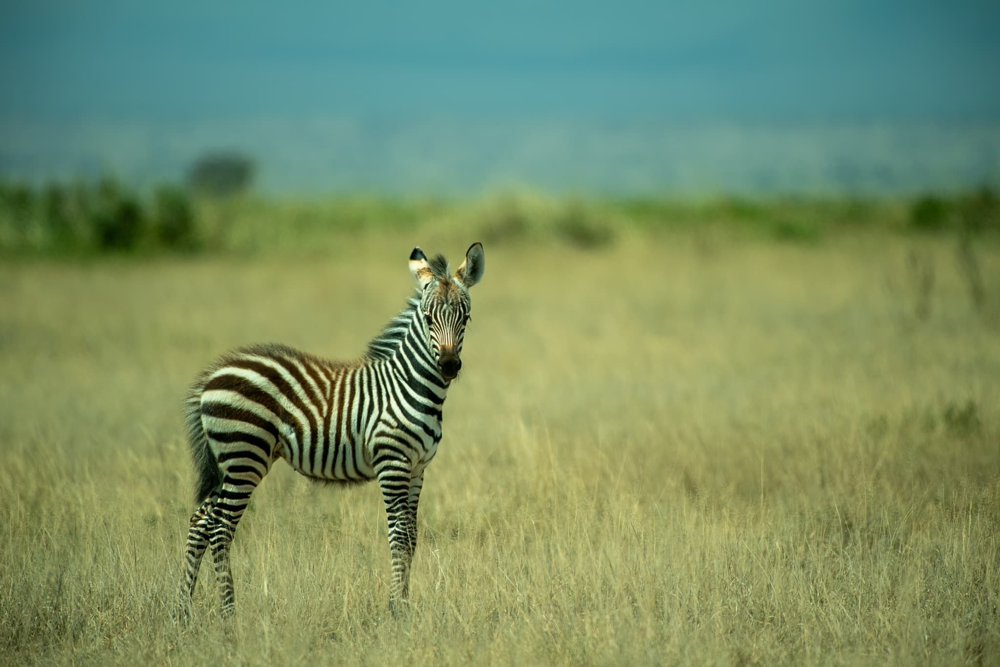 Safari Stories