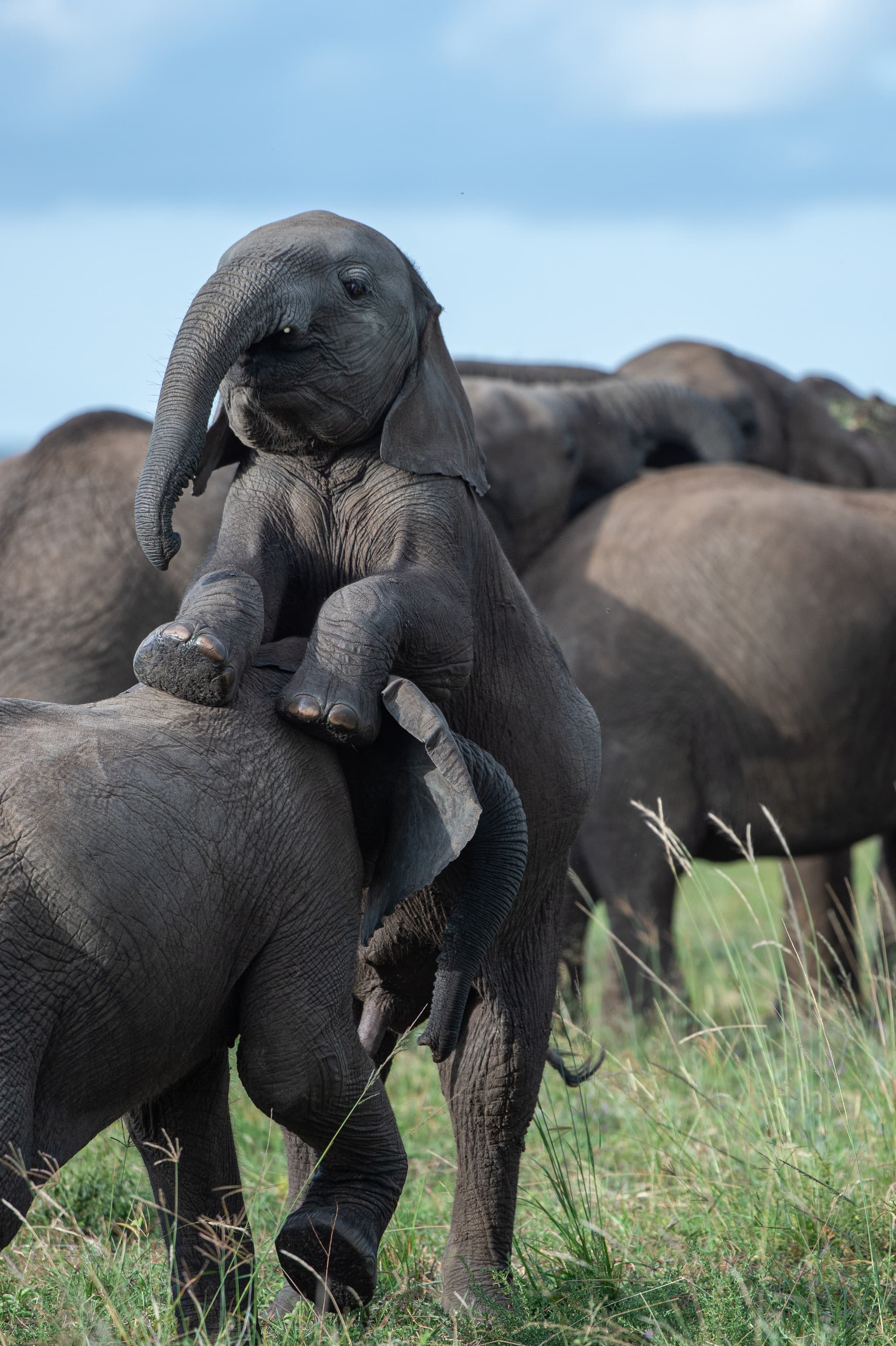 Amboseli