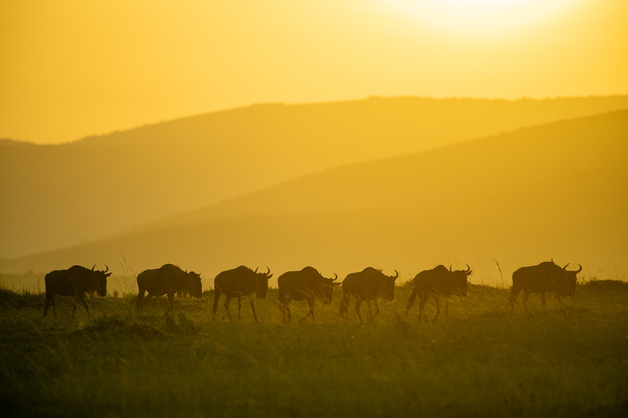 Blue wildebeest walking in line across golden savannah at sunrise or sunset