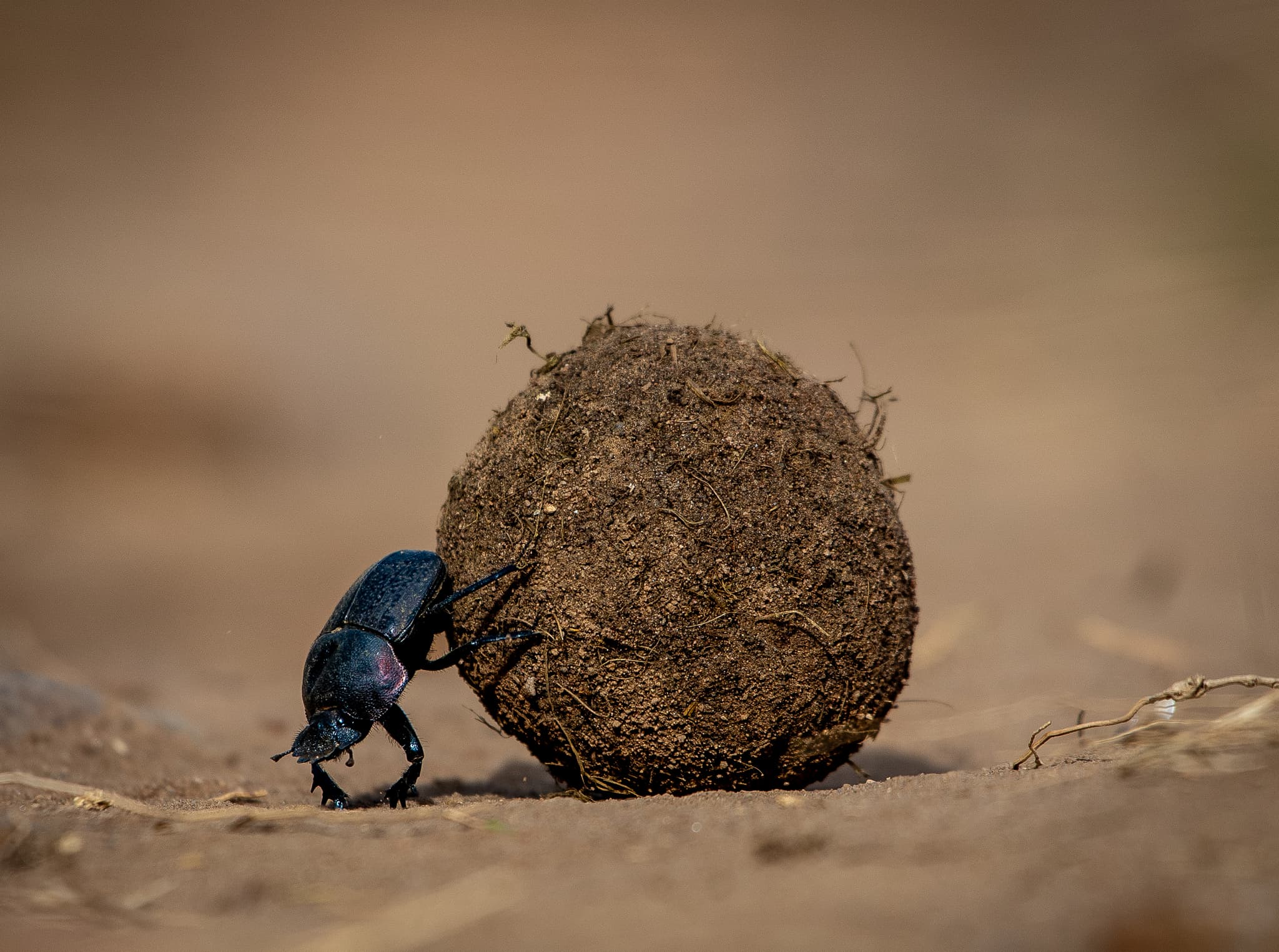 Dung beetle pushing a large round ball of dung across dry sandy savanna in bright sun