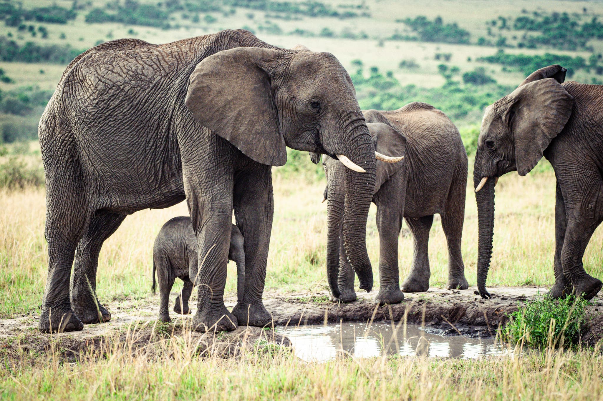 Open plains and wildlife in the Masai Mara