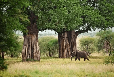 Baobabs and elephant country — Tarangire-style giants