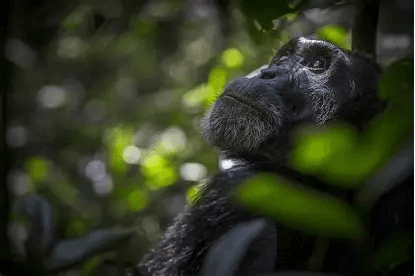 Uganda: Gorillas & Chimpanzees