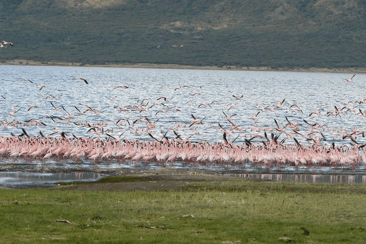 Great Rift Valley Lakes