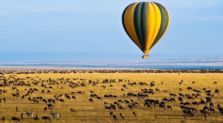 Hot air balloon over golden savanna — wildebeest and zebra below