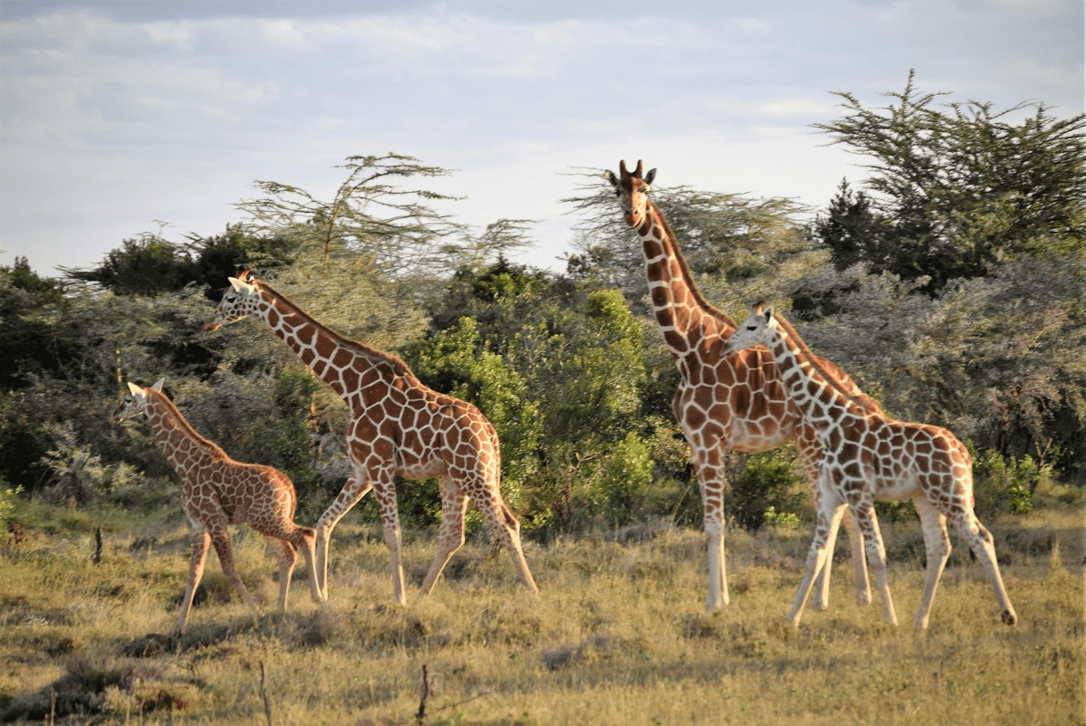 Laikipia & Samburu