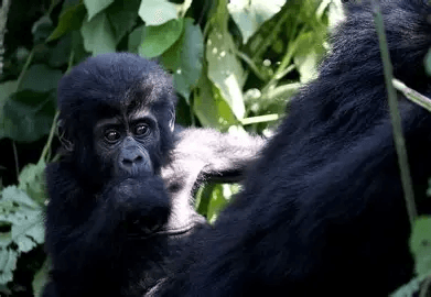 Great apes in Rwanda’s montane forests