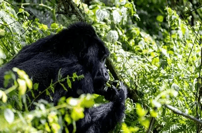 Primate encounter in lush Rwandan forest canopy