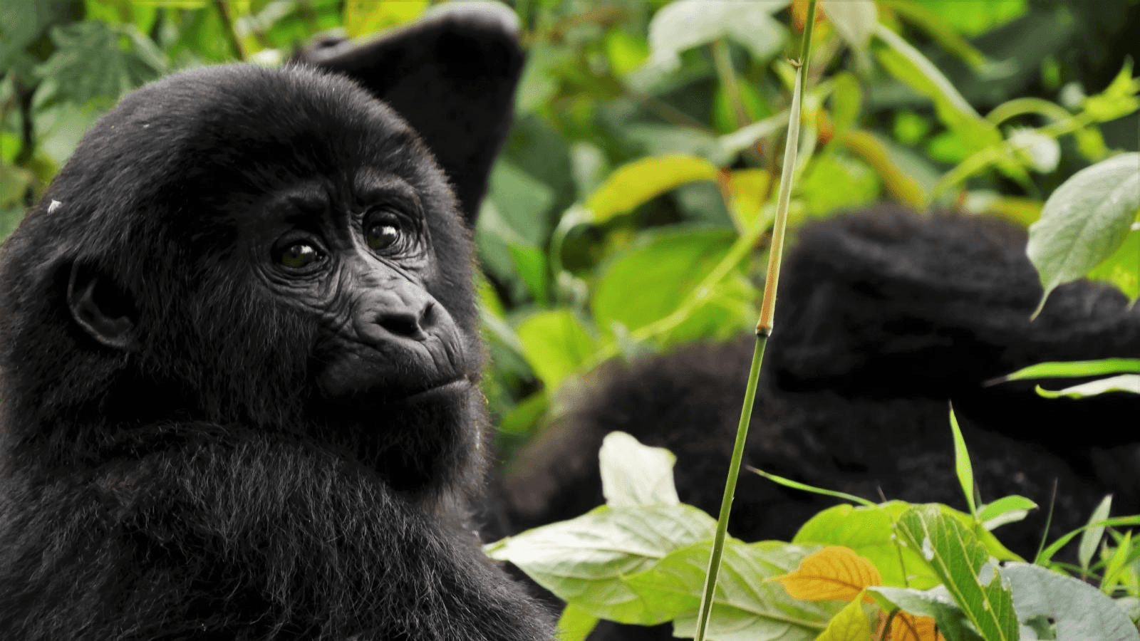 Young mountain gorilla in rainforest — Bwindi, Uganda