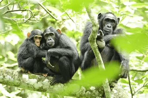 Chimpanzees on a lichened branch — Kibale forest, Uganda