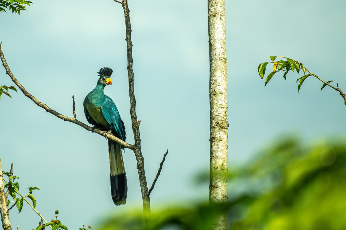 Great Blue Turaco in the canopy — Uganda forest birding