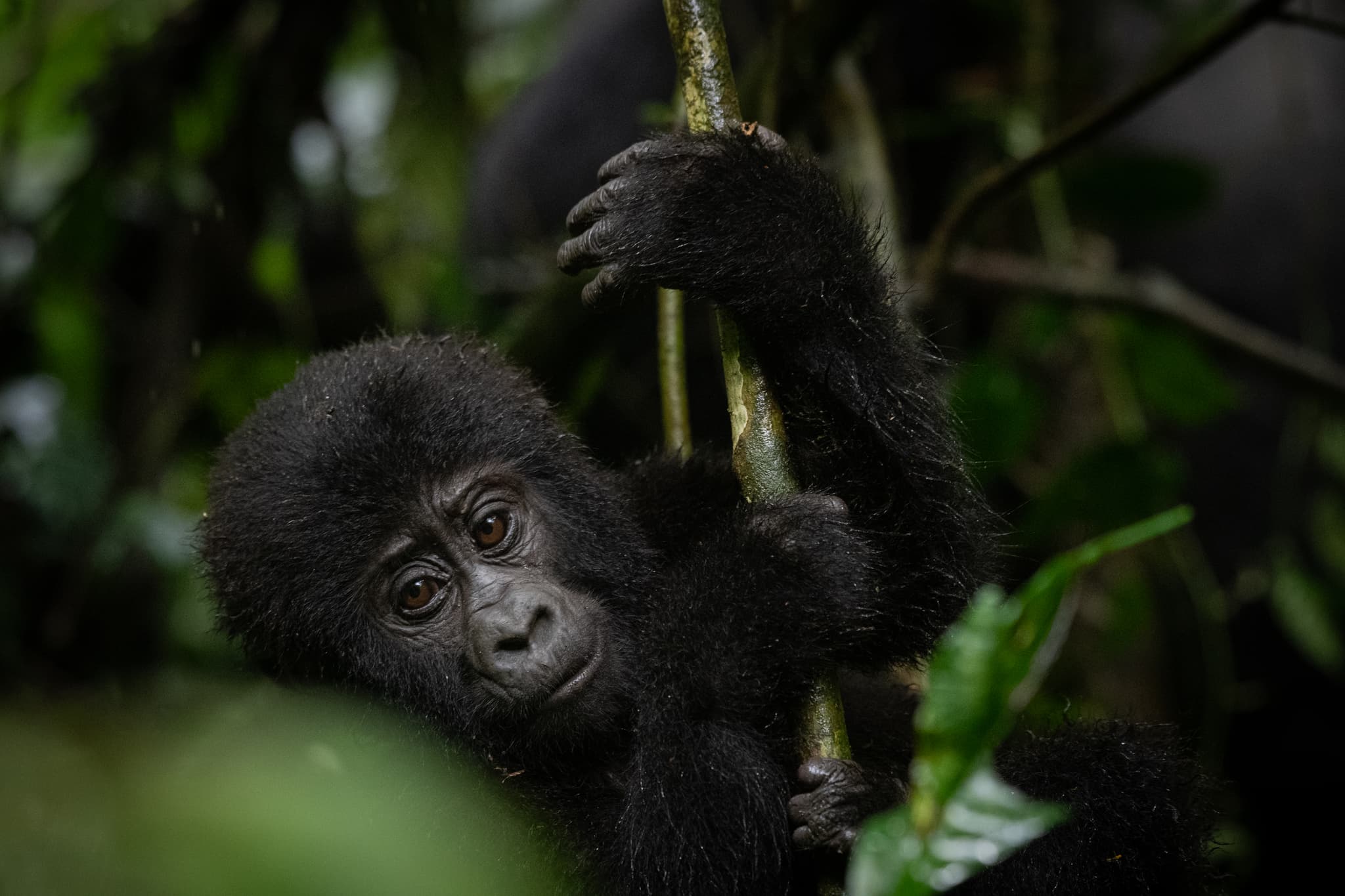 Young mountain gorilla in rainforest — Bwindi, Uganda