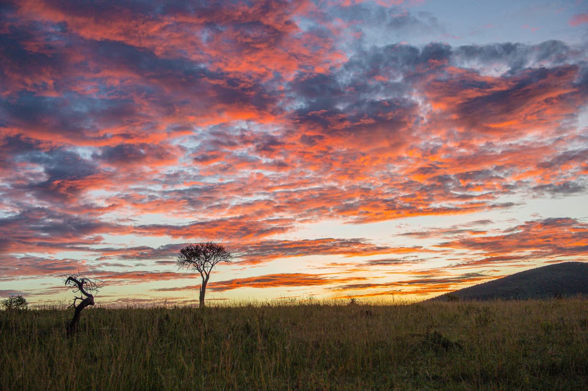 East African savanna at sunset — acacia silhouettes under a dramatic sky