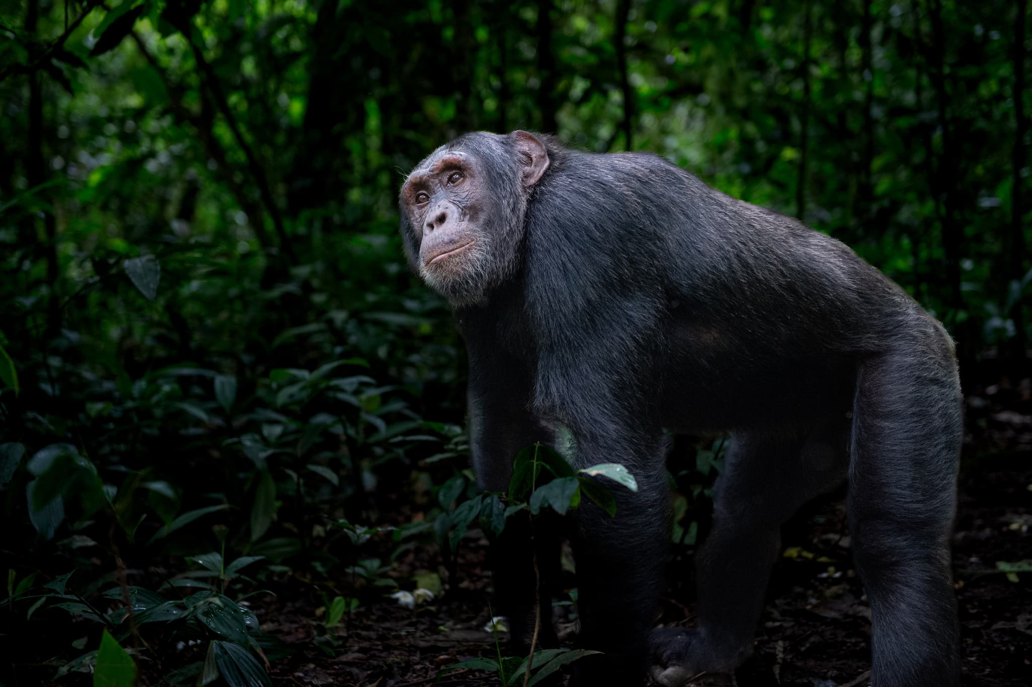 Primate encounter in lush Rwandan forest canopy