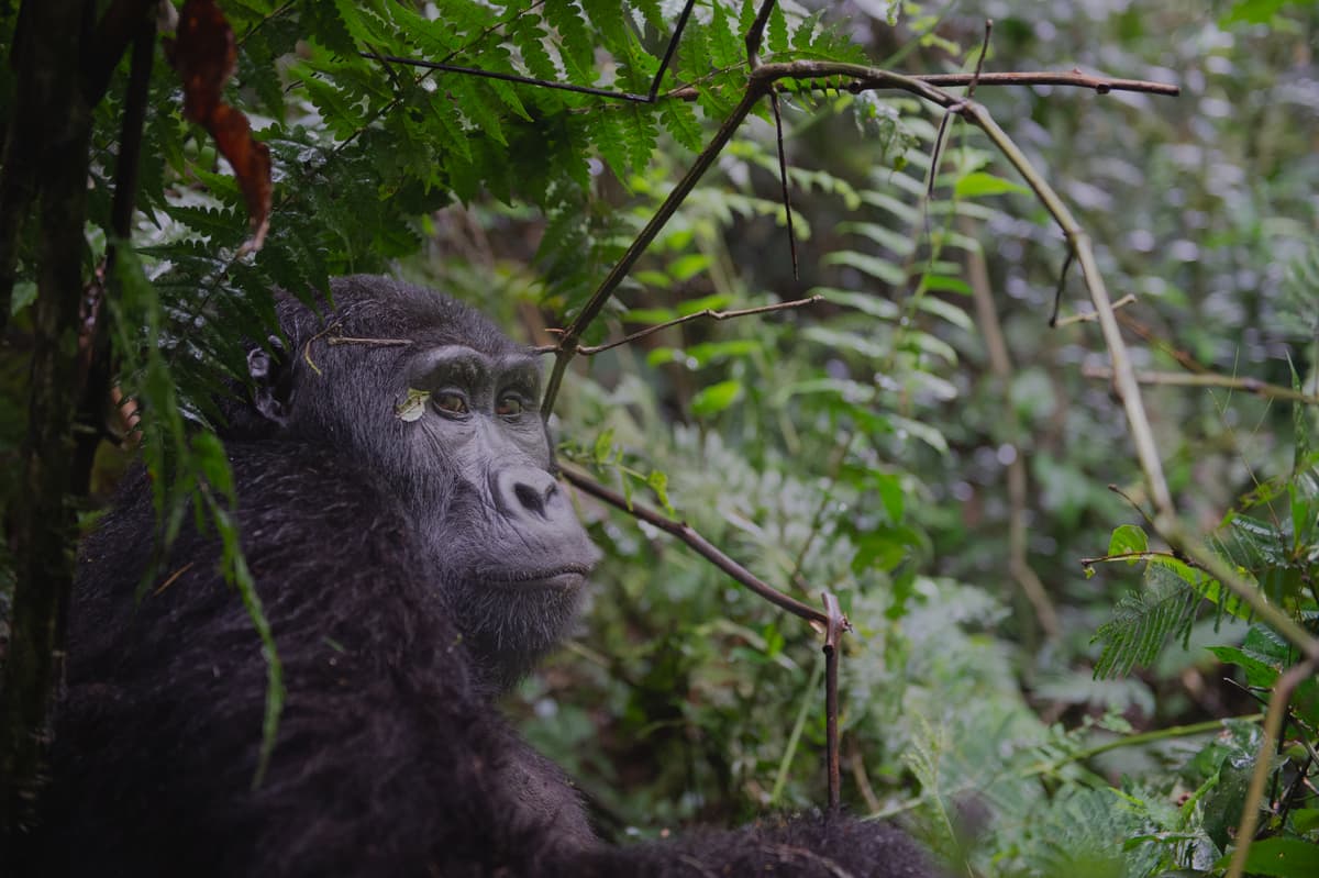 Young mountain gorilla in Uganda rainforest — Bwindi gorilla trekking
