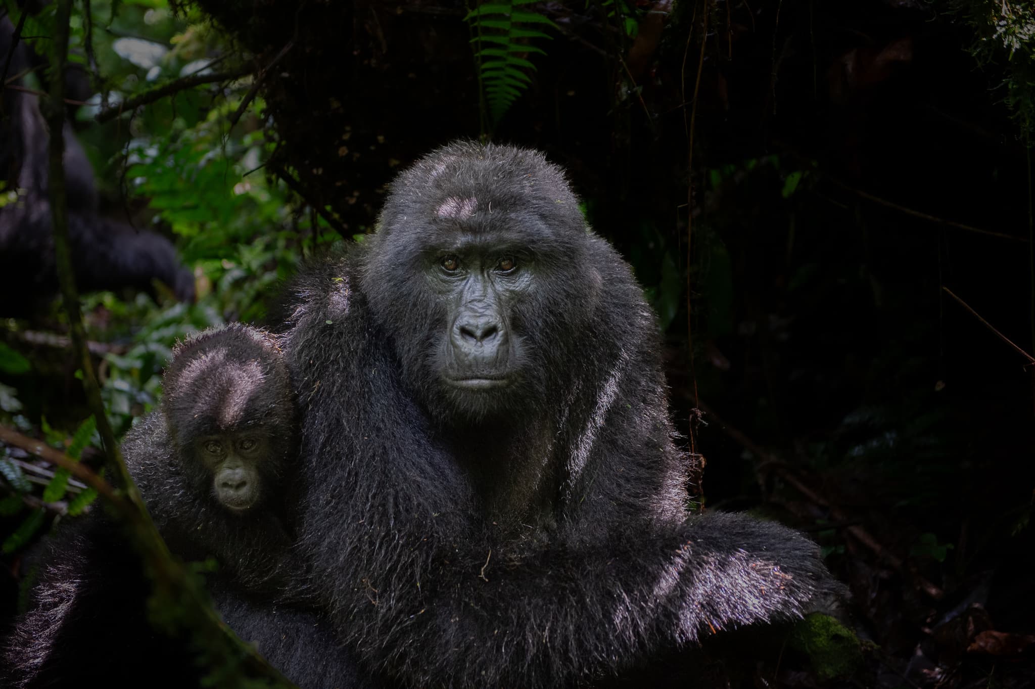 Great apes in Rwanda’s montane rainforest — Volcanoes and Nyungwe country