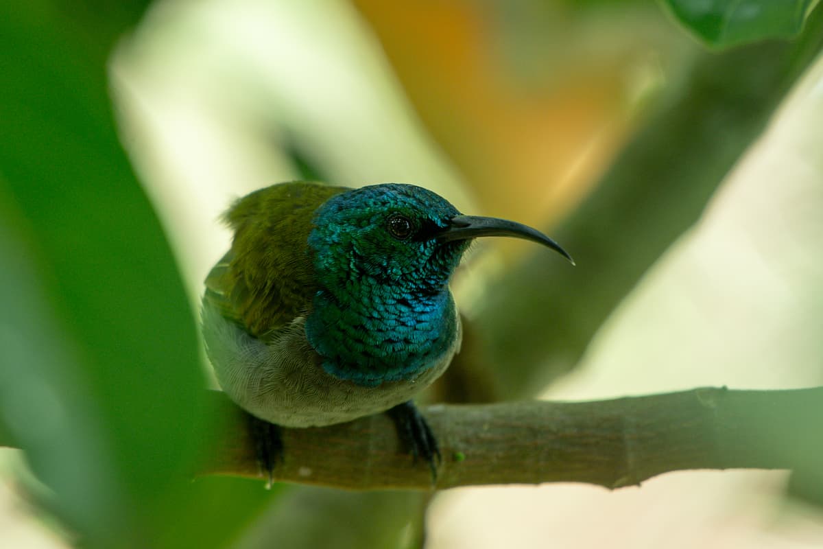 Iridescent sunbird on a branch — East African birdlife
