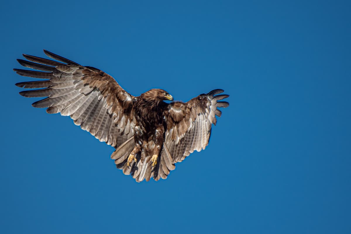Birdlife in the Masai Mara — Wings over the Mara