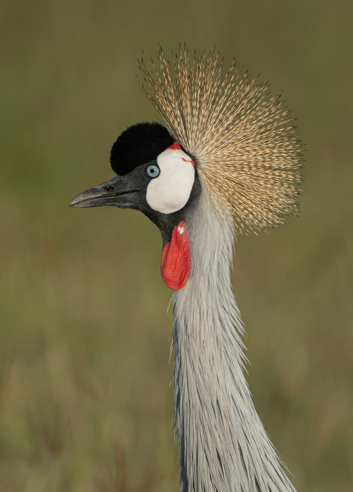 Bird on the Mara plains — Wings over the Mara