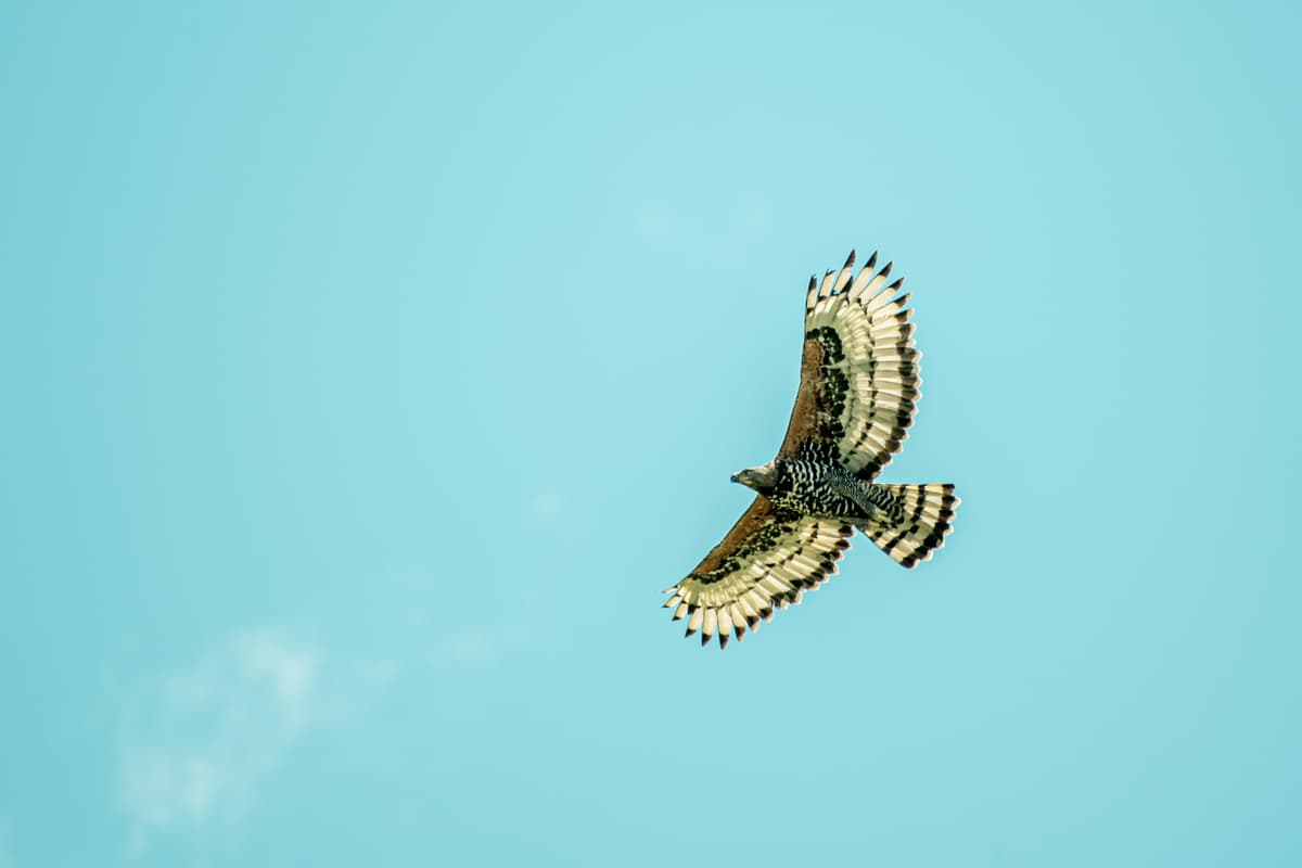 Mara bird in natural habitat — Wings over the Mara