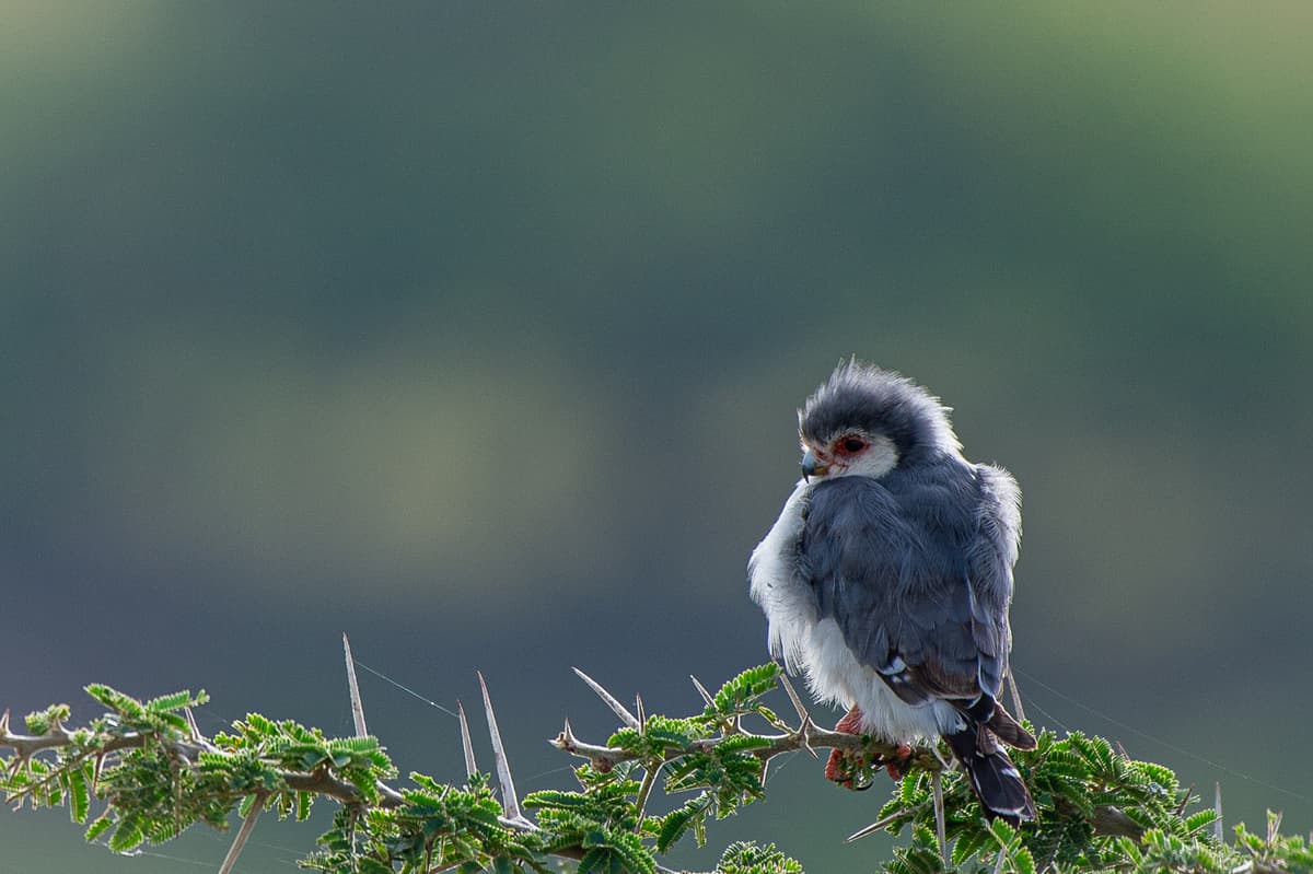 Wings over the Mara — bird photography in golden light