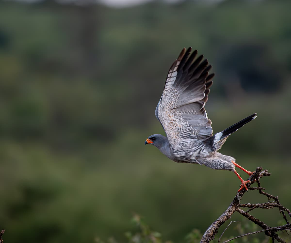 Mara skies and bird detail — Wings over the Mara