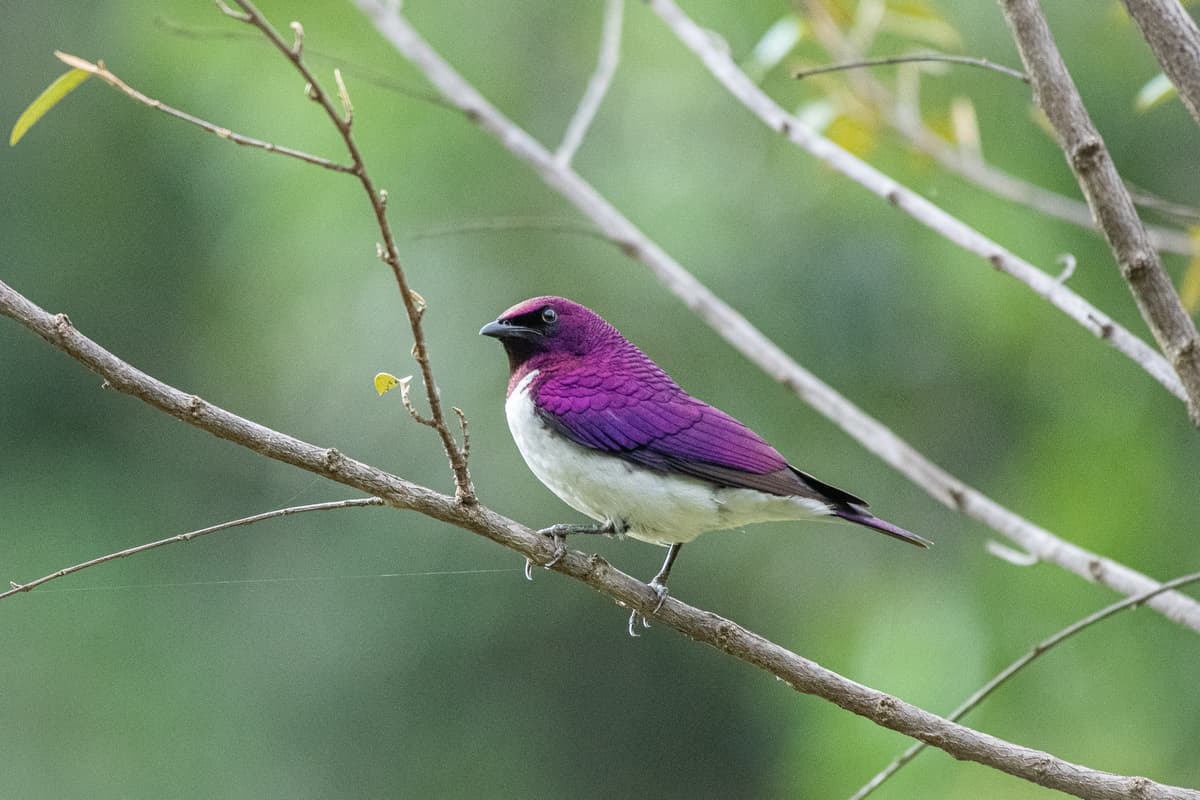 Birdlife along the Mara — Wings over the Mara