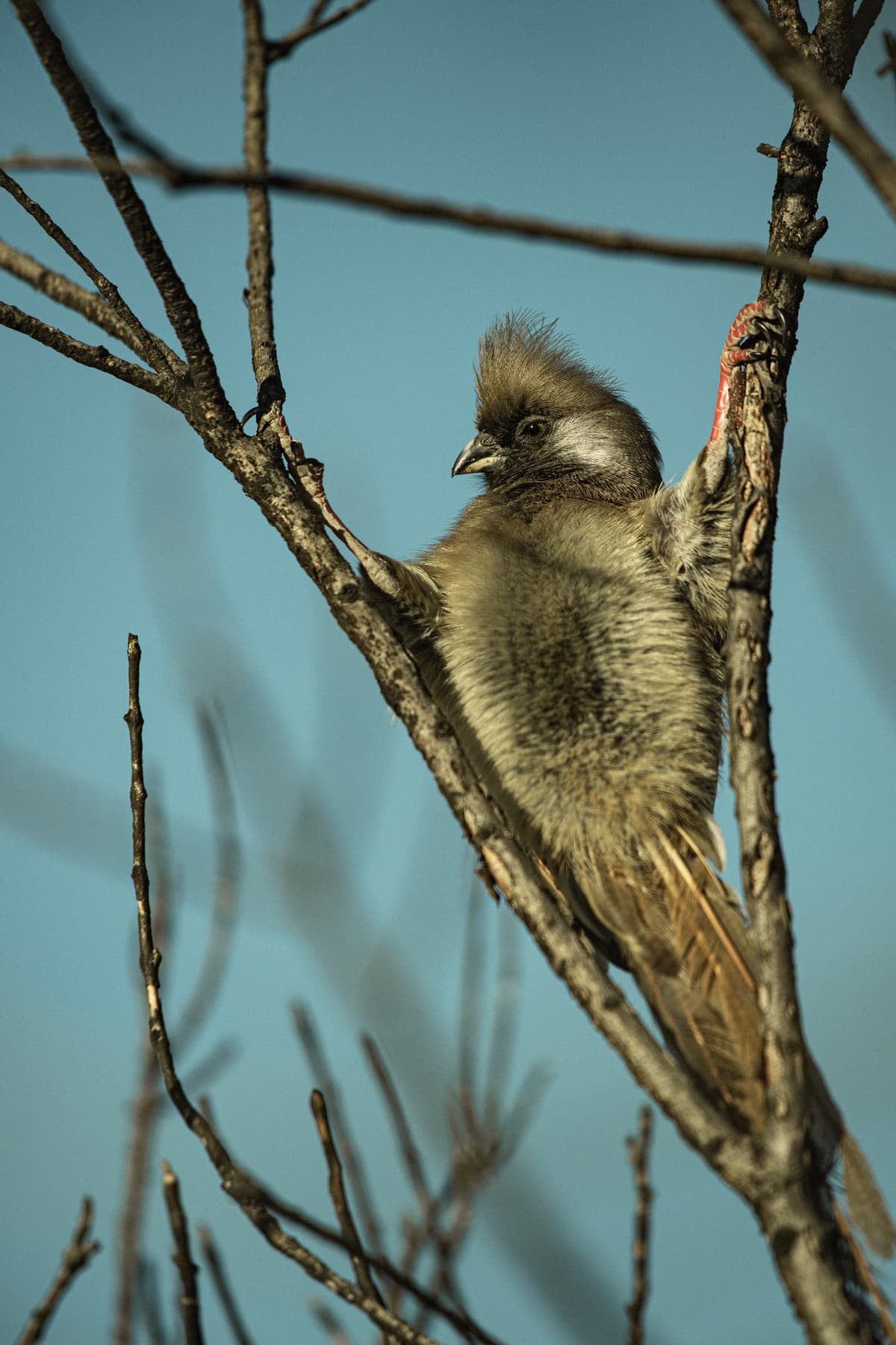 East African bird on safari — Wings over the Mara