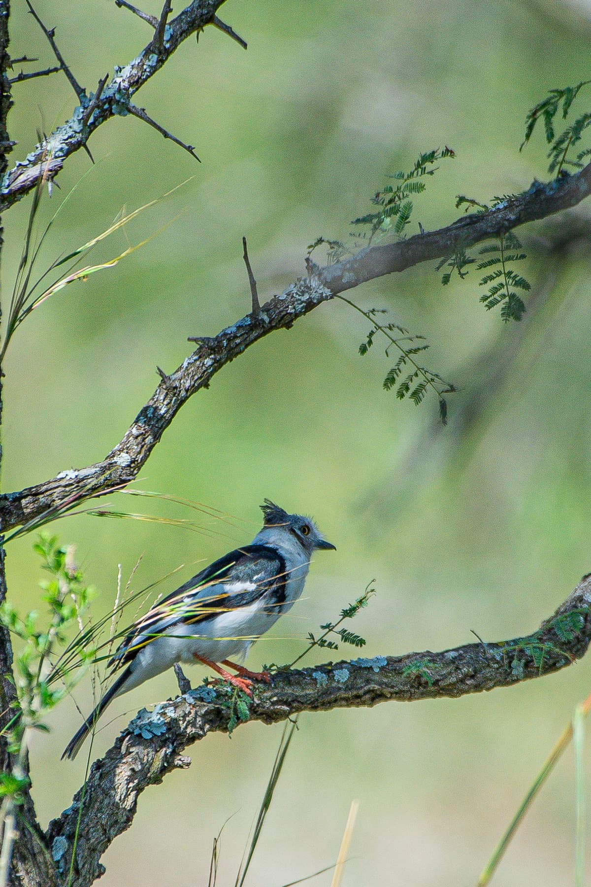 Mara wetland or grassland bird — Wings over the Mara