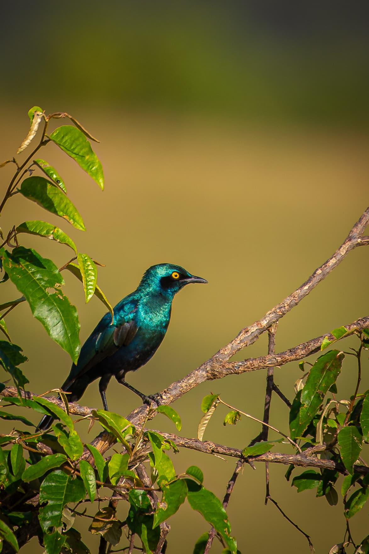 Bird portrait in the Mara — Wings over the Mara