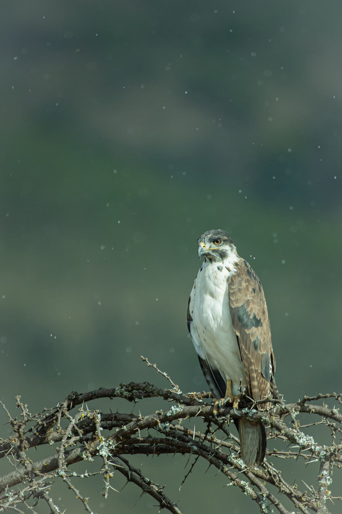 Savanna birdlife — Wings over the Mara