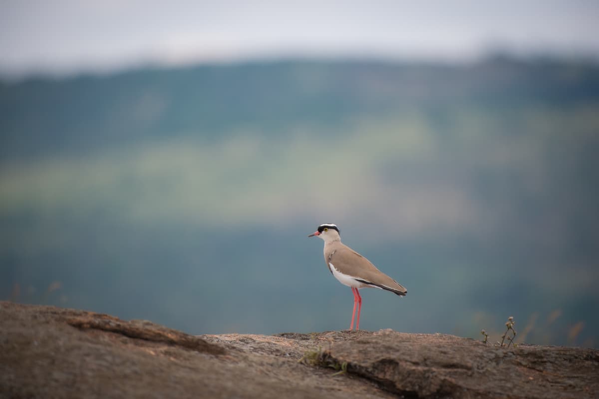 Wings over the Mara — colour and texture