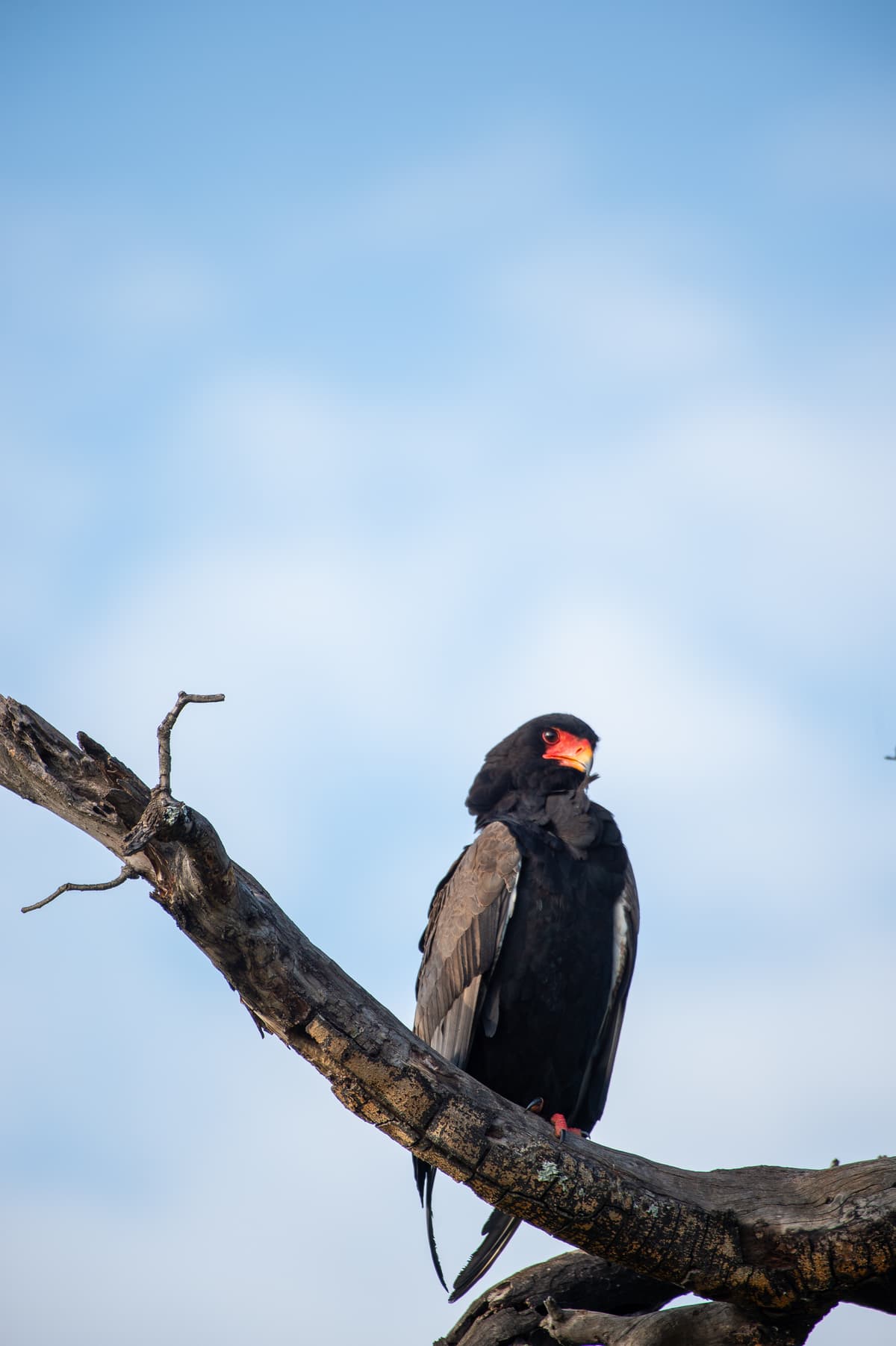 Bird in the Masai Mara ecosystem — Wings over the Mara