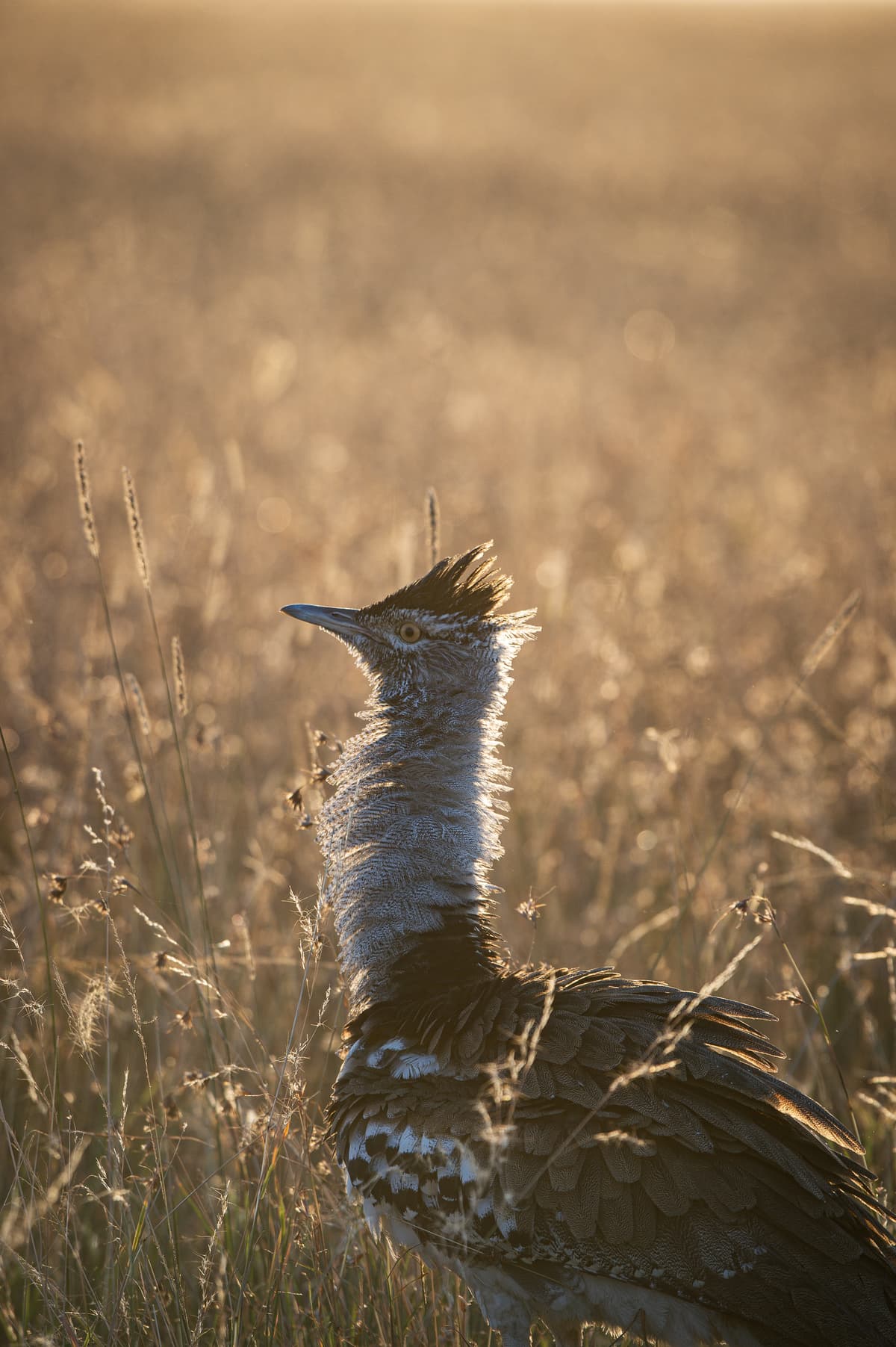 Mara birding moment — Wings over the Mara