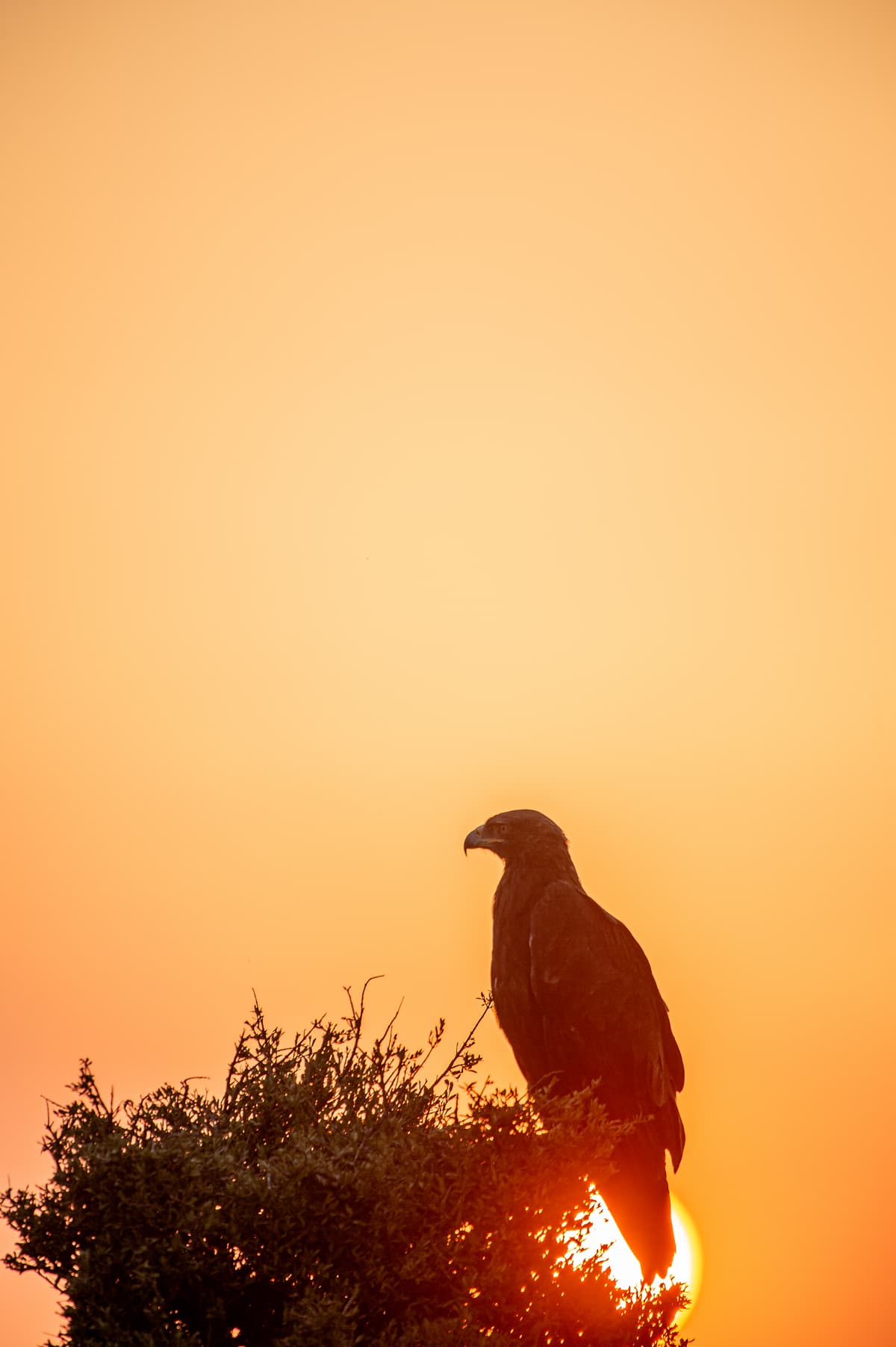 Raptor or passerine on the plains — Wings over the Mara