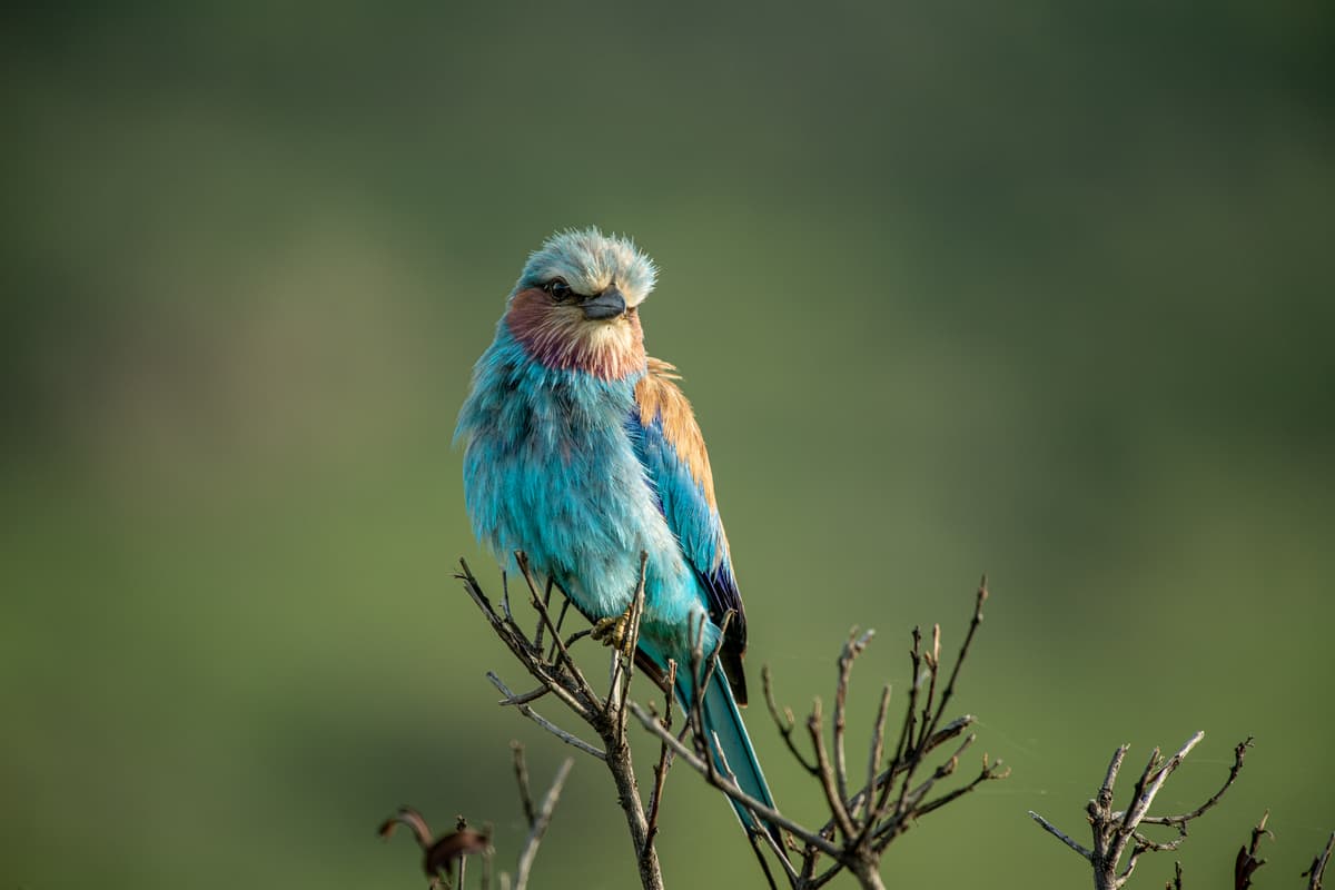 Bird against Mara skies — Wings over the Mara