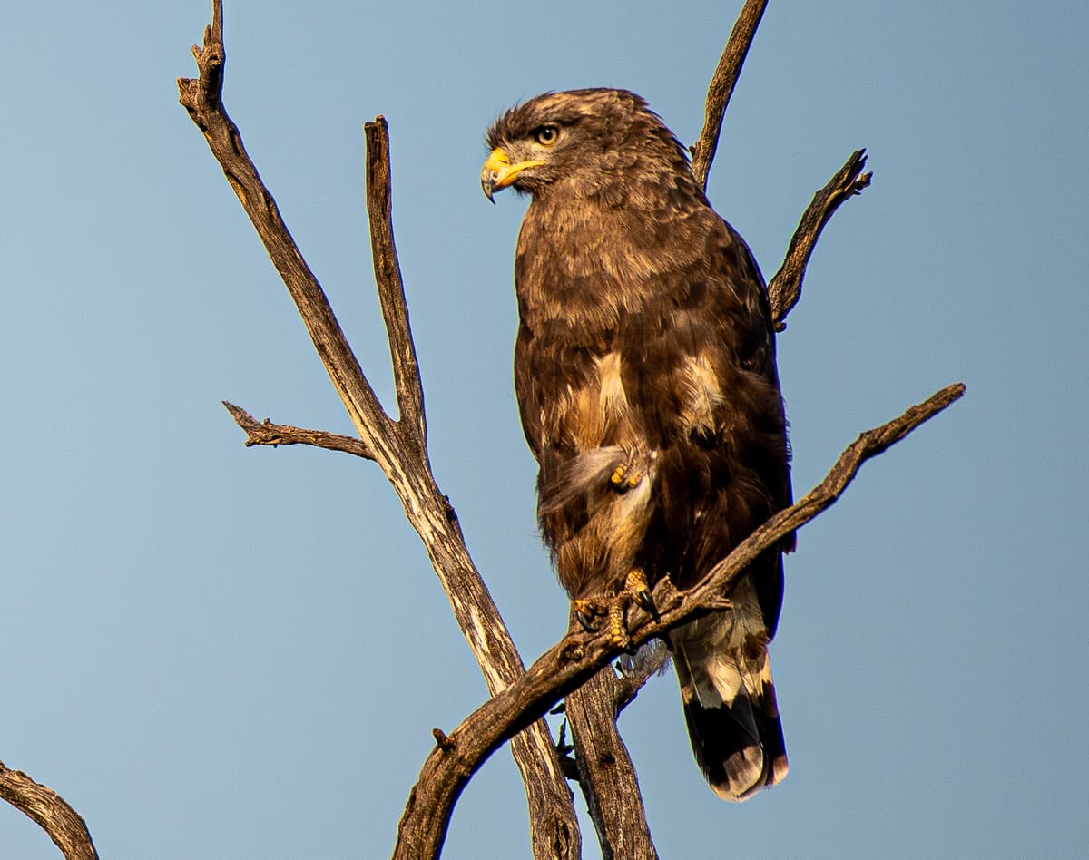 Wings over the Mara — safari bird photography